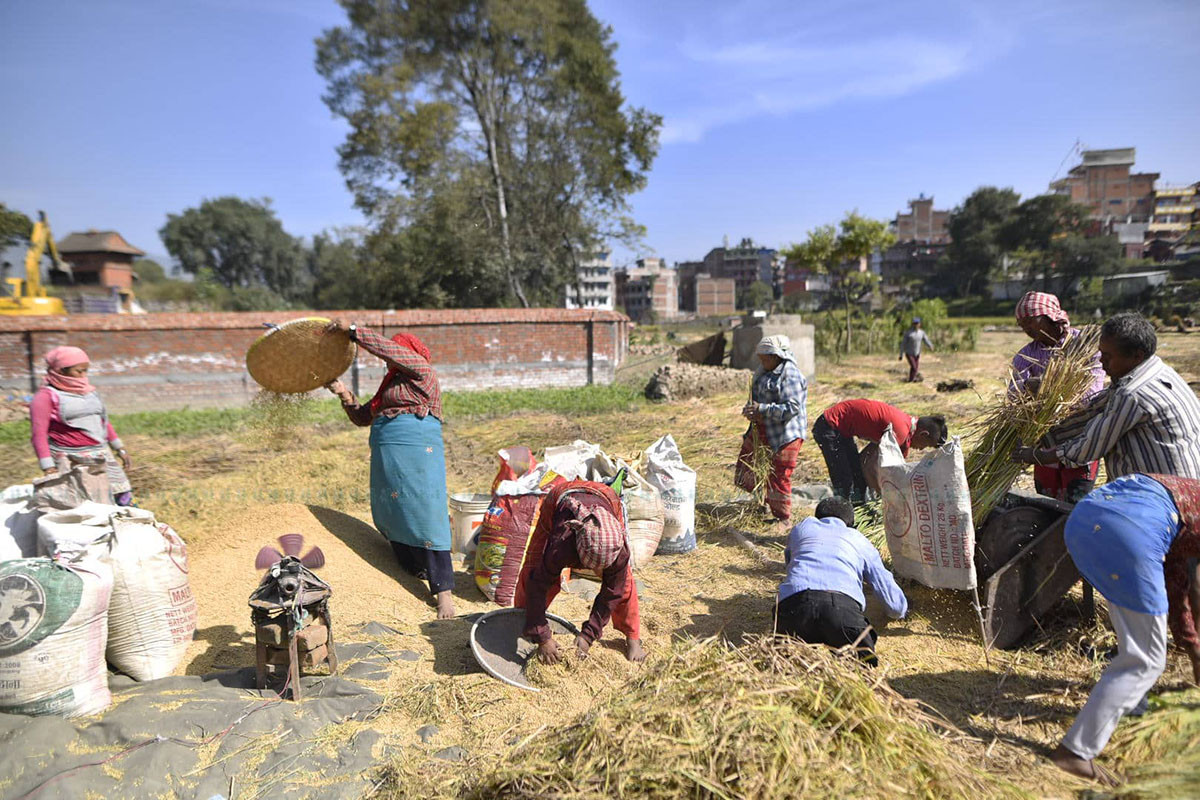 https://raracms.setopati.com/uploads/shares/2019/01/sujita/dhan vitraune chataro (1).jpg